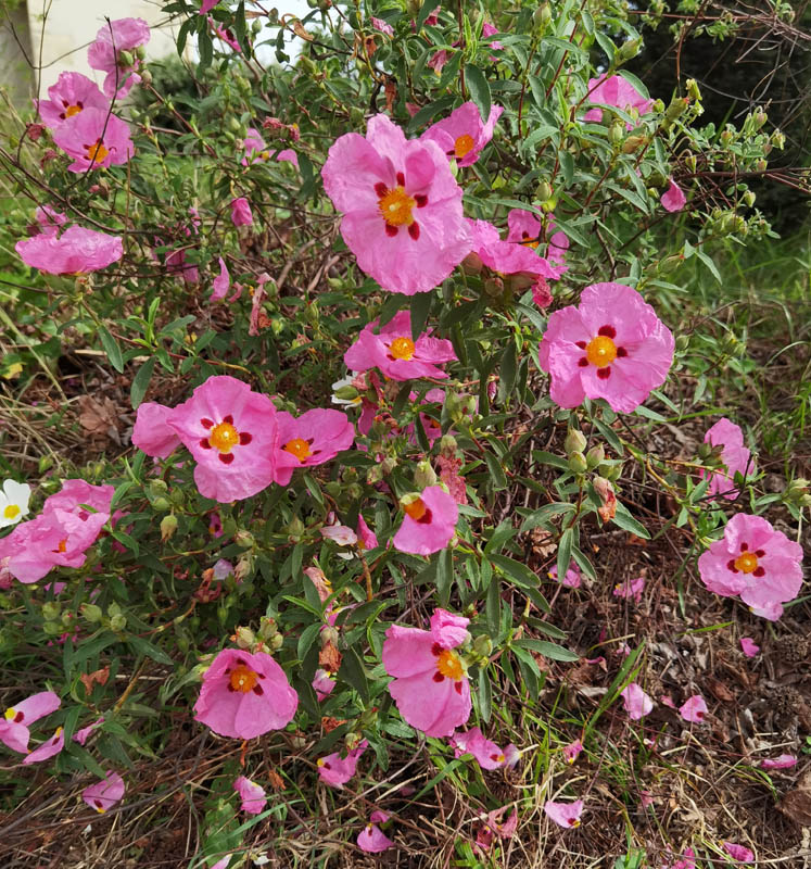 Cistus purpureus